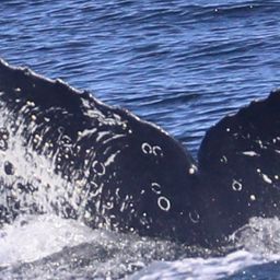 Fluke of CRC-23394