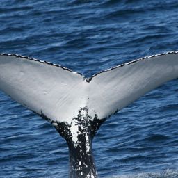 Fluke of ECWWC-GC09059