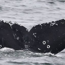 Fluke of CRC-23398