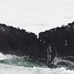 Fluke of CRC-23399