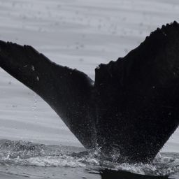 Fluke of Benko