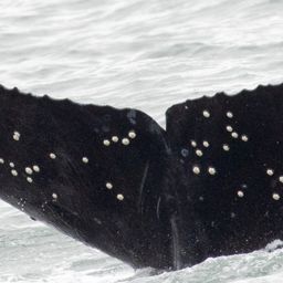Fluke of CRC-23402