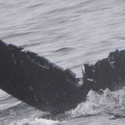 Fluke of HW-MN0503748