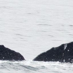 Fluke of CRC-23409