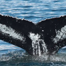 Fluke of HW-MN0104178