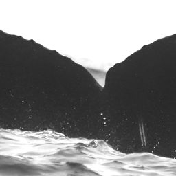 Whale fluke
