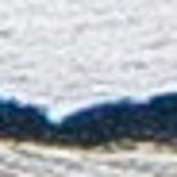 Fluke of 2024 calf of Phi