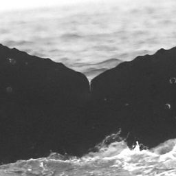 Fluke of CRC-15910