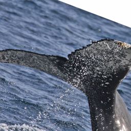 Fluke of ECWWC-PS07034