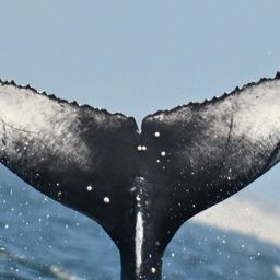 Fluke of 2024-2025 calf of Bottlenose