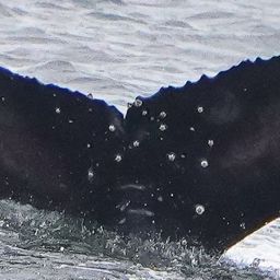 Fluke of 2024-2025 calf of CRC-15266