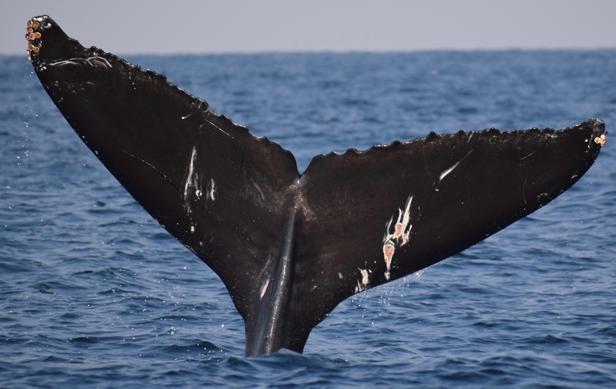 Fluke of CRC-15774