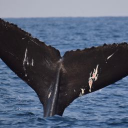 Fluke of CRC-15774