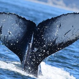 Fluke of 2025 calf of Big Mama