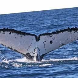 Fluke of ECWWC-PS08048