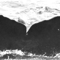 Fluke of CRC-15899