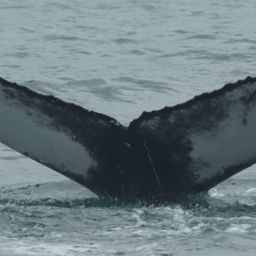 Fluke of HW-MN0104189