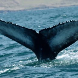Fluke of HW-MN0104193
