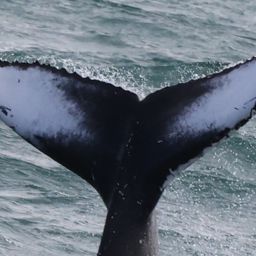 Fluke of HW-MN0104198