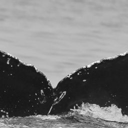Fluke of CRC-15913