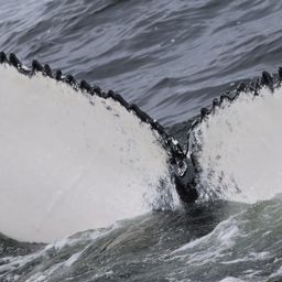 Fluke of HW-MN0200705