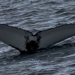 Fluke of HW-MN0200706