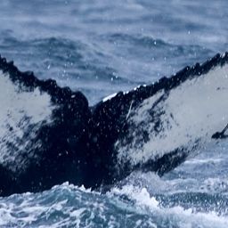 Fluke of HW-MN0200709