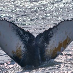 Fluke of RAE4KA
