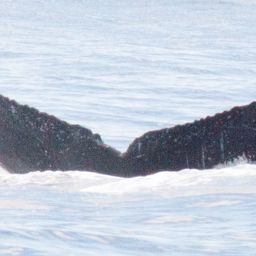 Fluke of HW-MN0445292
