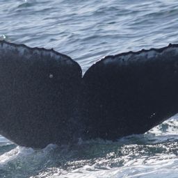 Fluke of CRC-23412