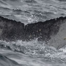 Fluke of CRC-23138