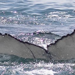 Fluke of 2024-2025 calf of CRC-15267