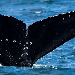 Fluke of HW-MN0503766