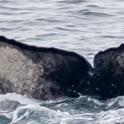 Fluke of 2024-2025 calf of CRC-12389