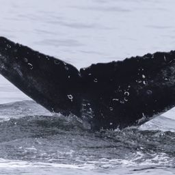 Fluke of CRC-23422