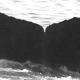 Fluke of CRC-15902