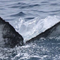 Fluke of HW-MN0503772