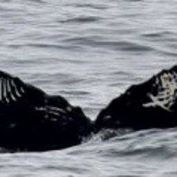 Fluke of HW-MN0510834