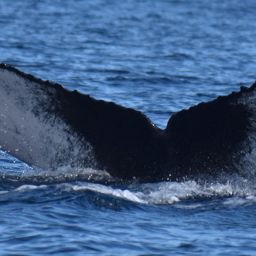 Fluke of HW-MN0524730