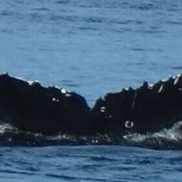 Fluke of HW-MN0524737