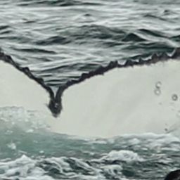 Fluke of 140248