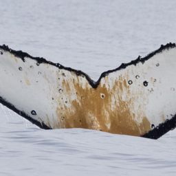 Fluke of HW-MN1307817