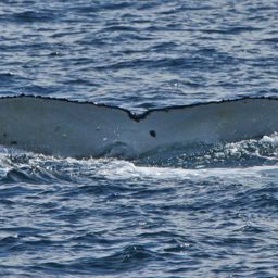 Fluke of ECWWC-GC09019
