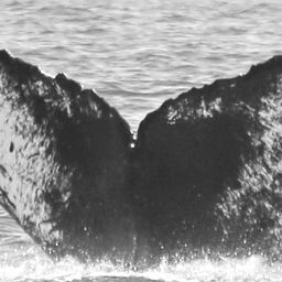 Fluke of CRC-10897
