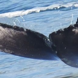 Fluke of 2025 calf of Potamus
