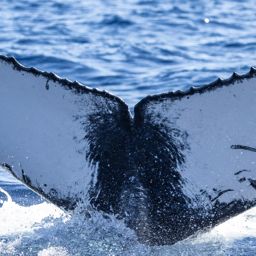 Fluke of HI23_0051