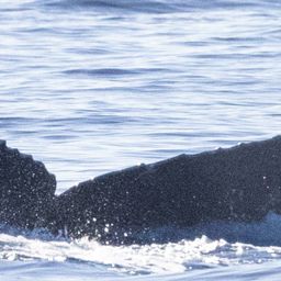 Fluke of HI23_0076