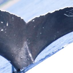 Fluke of HI23_0156