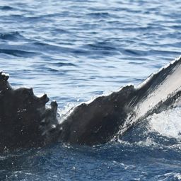Fluke of HI23_0193