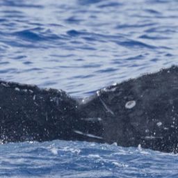 Fluke of HI23_0264